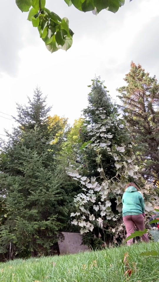 Post 2 by K Schulz Photography on TikTok (video)