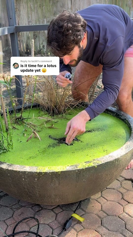 Post 3 by fitplantguy on TikTok (video)