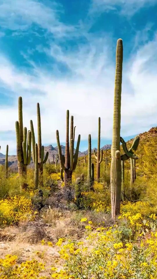 Post 1 by Visit Tucson on TikTok (video)