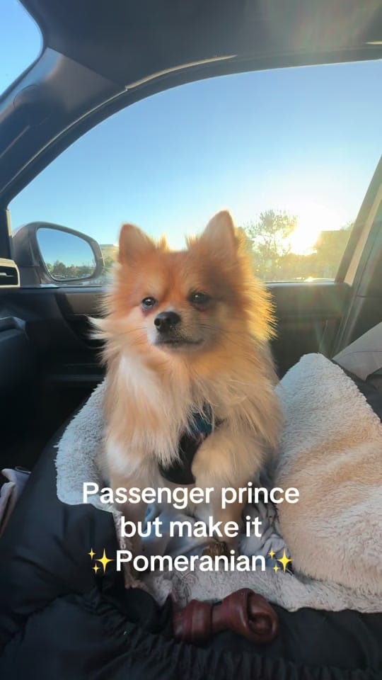 Post 3 by Cotie on TikTok (video)