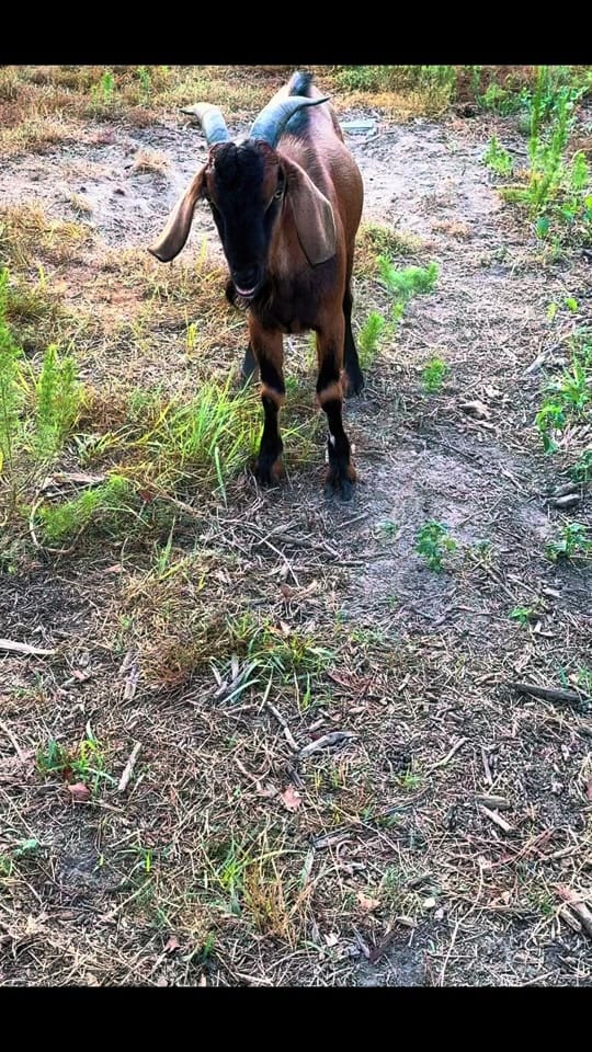Post 1 by Cotie on TikTok (video)