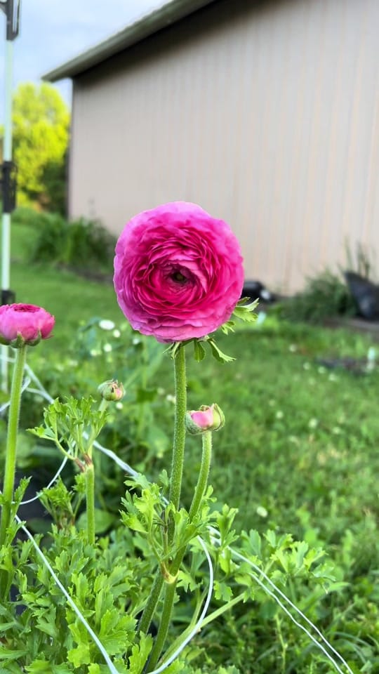 Post 10 by Samantha Jade on TikTok (video)