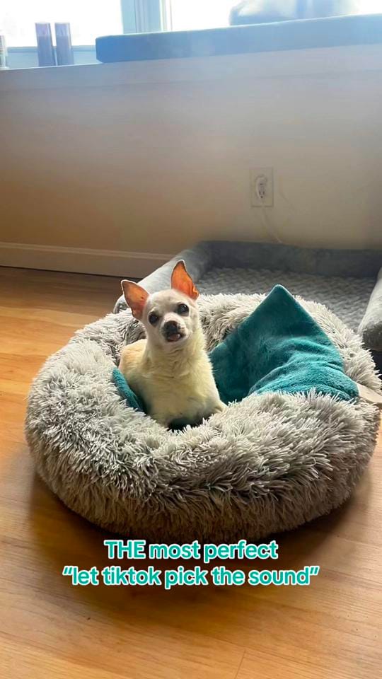Post 2 by elicia on TikTok (video)