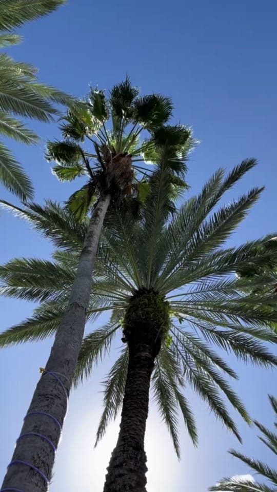 Post 4 by alli campbell on TikTok (video)