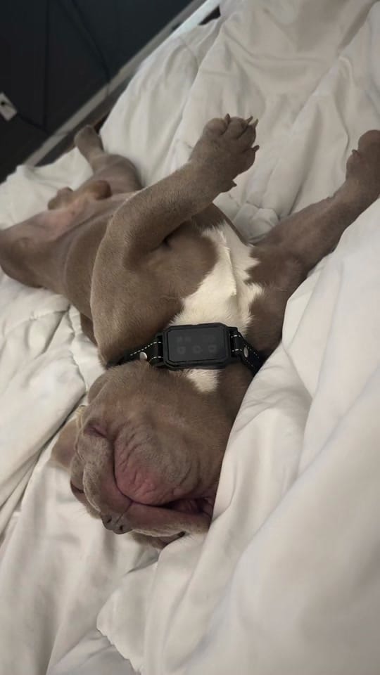 Post 1 by Pam Galindo on TikTok (video)