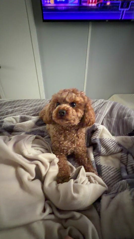 Post 7 by Ryan Alexander on TikTok (video)