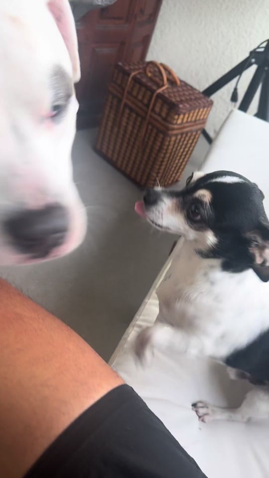 Post 1 by Manny.and.Mahty on TikTok (video)