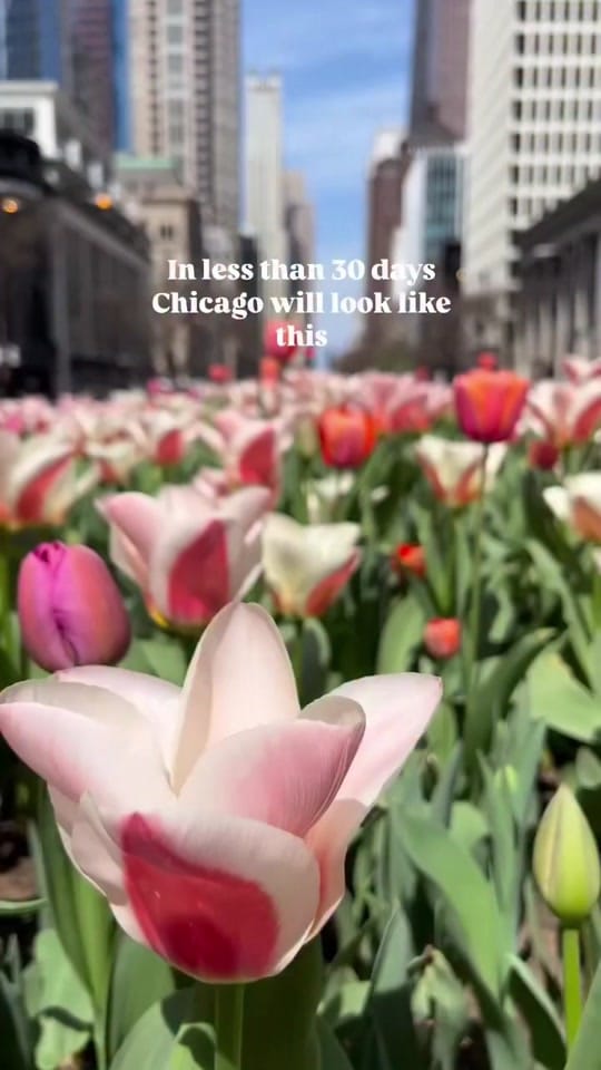 Post 8 by Holly Days | Chicago Creator on TikTok (video)