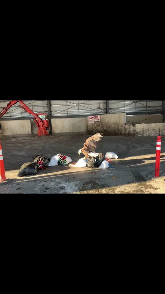 Post 9 by Jetset on TikTok (video)