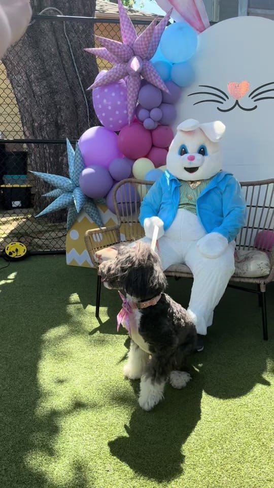Post 1 by Uptown Pup Dallas on TikTok (video)