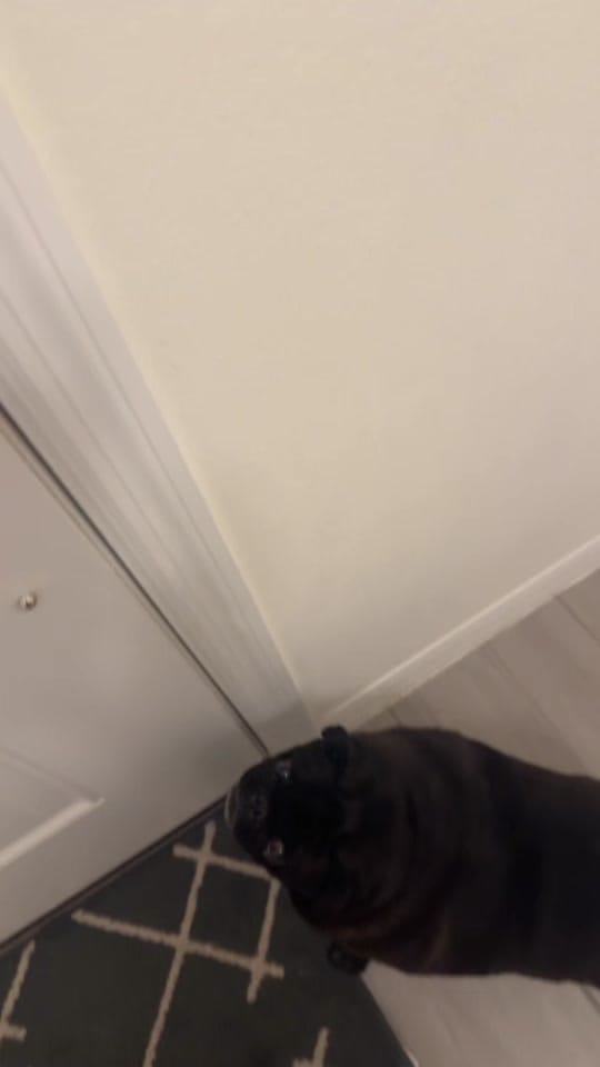 Post 10 by Lorispug💗 on TikTok (video)