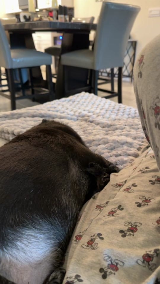Post 6 by Lorispug💗 on TikTok (video)