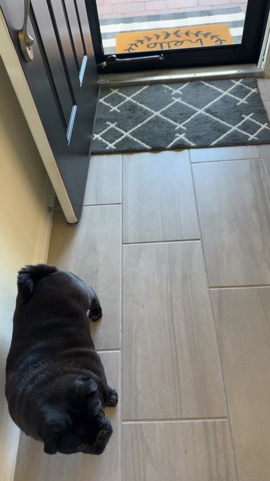 Post 4 by Lorispug💗 on TikTok (video)