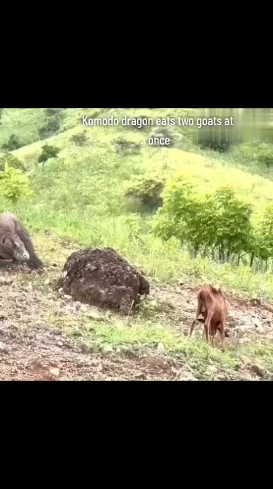 Post 8 by Komodo Bloodsport on TikTok (video)
