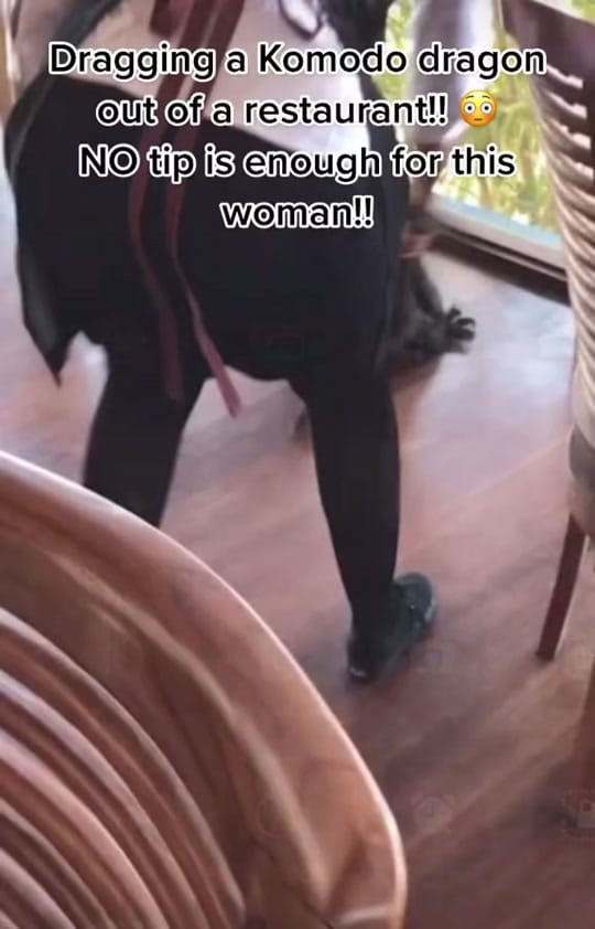 Post 9 by Komodo Bloodsport on TikTok (video)