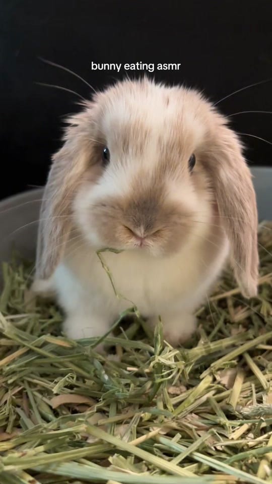 Post 9 by Melissa on TikTok (video)