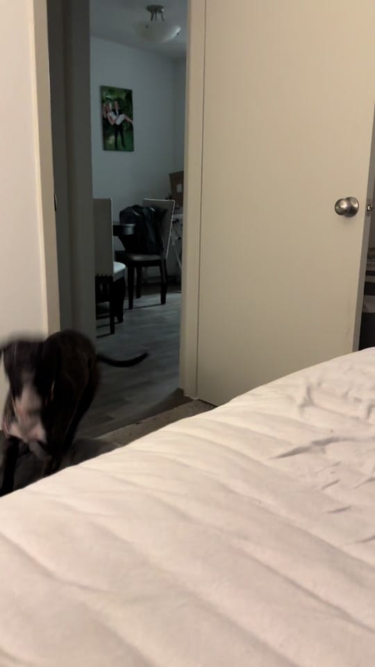 Post 4 by Amanda Dennis | Goalball 🇺🇸 on TikTok (video)