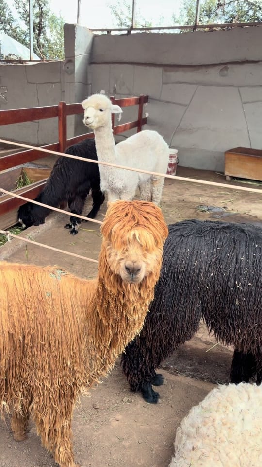Post 1 by Sarah Fuller on TikTok (video)
