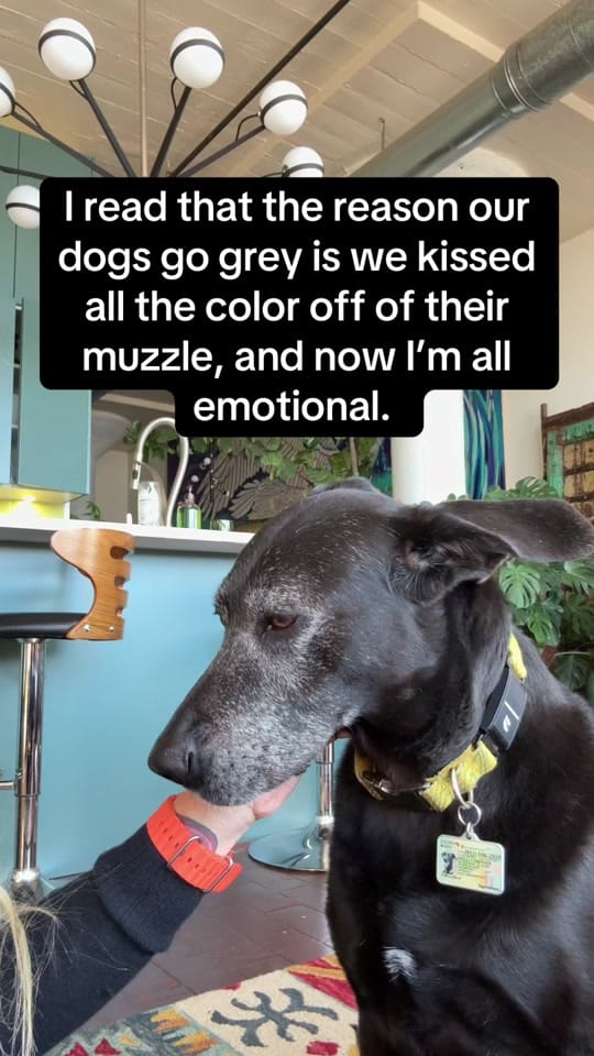 Post 10 by Shelley Carroll on TikTok (video)