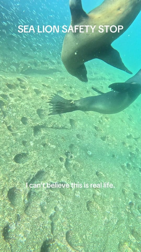 Post 2 by Shelley Carroll on TikTok (video)