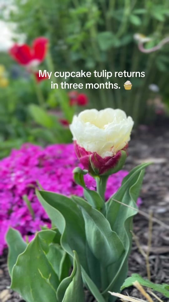 Post 7 by KATIE on TikTok (video)