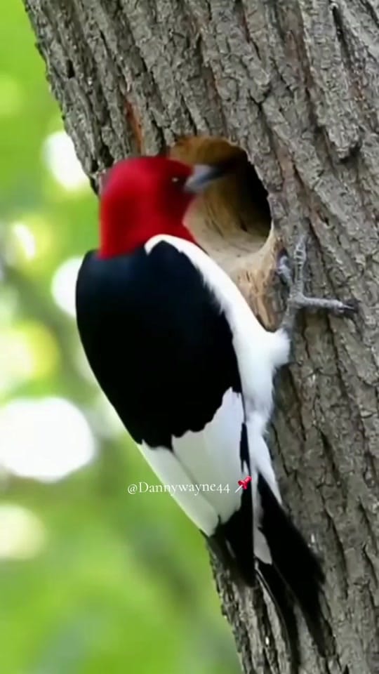 Post 6 by dannywanye44 on TikTok (video)