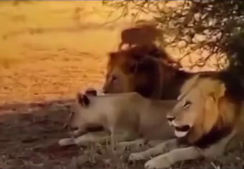 Post 5 by dannywanye44 on TikTok (video)