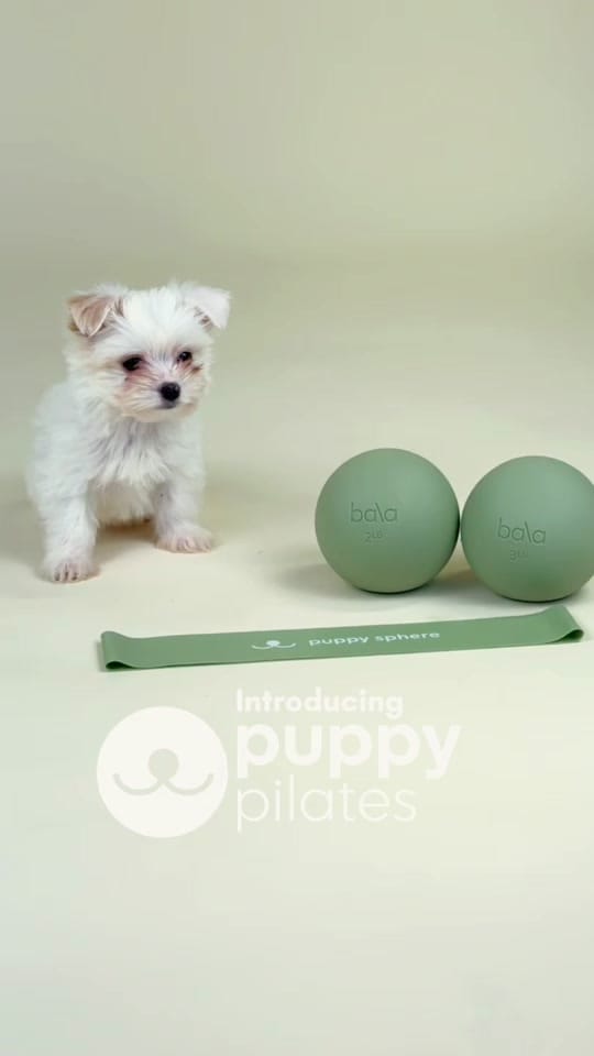 Post 1 by Puppy Sphere 🤍 on TikTok (video)