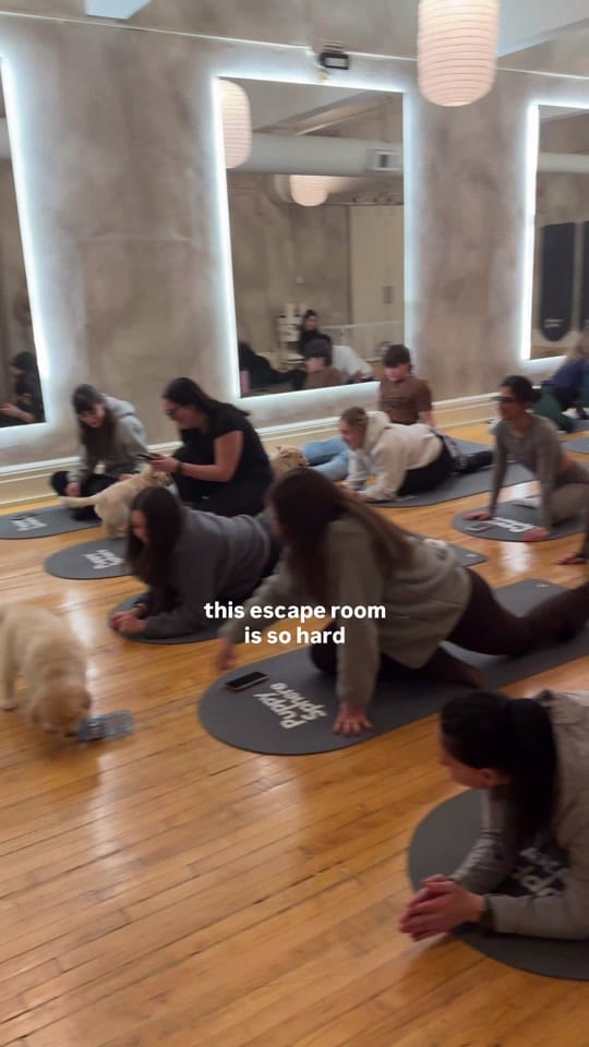 Post 9 by Puppy Sphere 🤍 on TikTok (video)