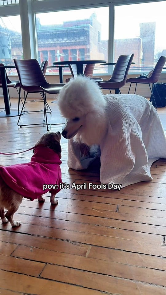 Post 6 by Puppy Sphere 🤍 on TikTok (video)