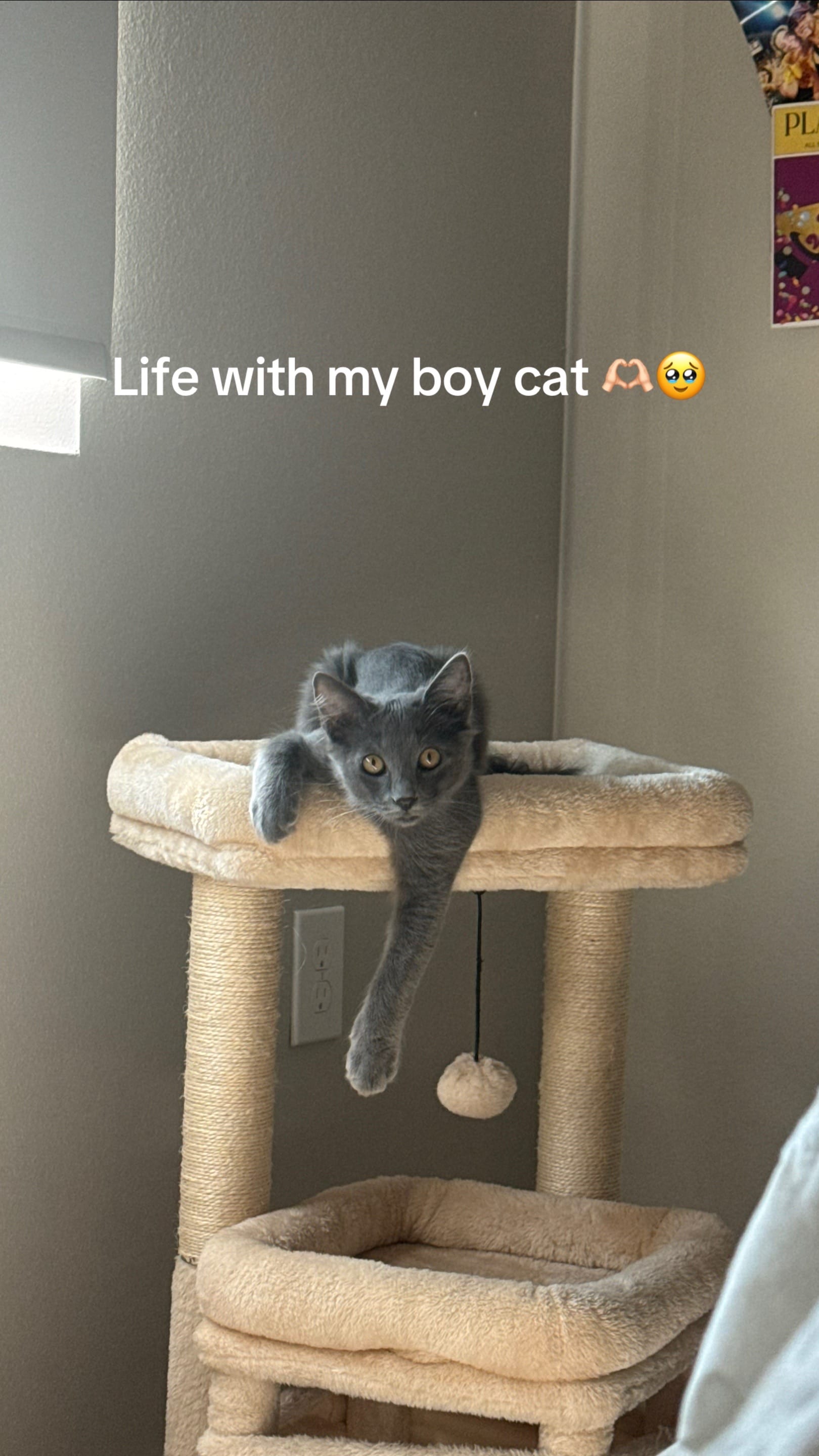 Post 5 by audrey :) on TikTok (video)
