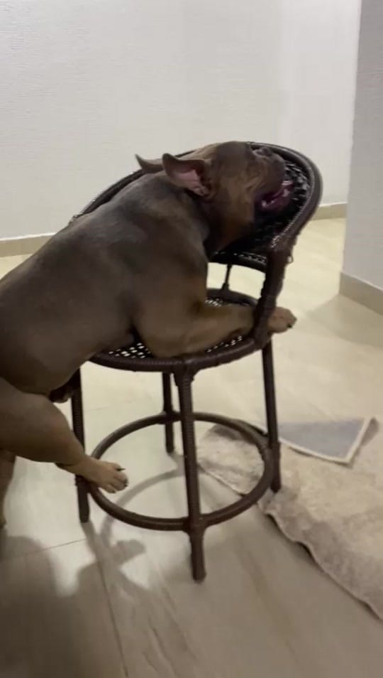 Post 10 by SPIKE BULLY on TikTok (video)