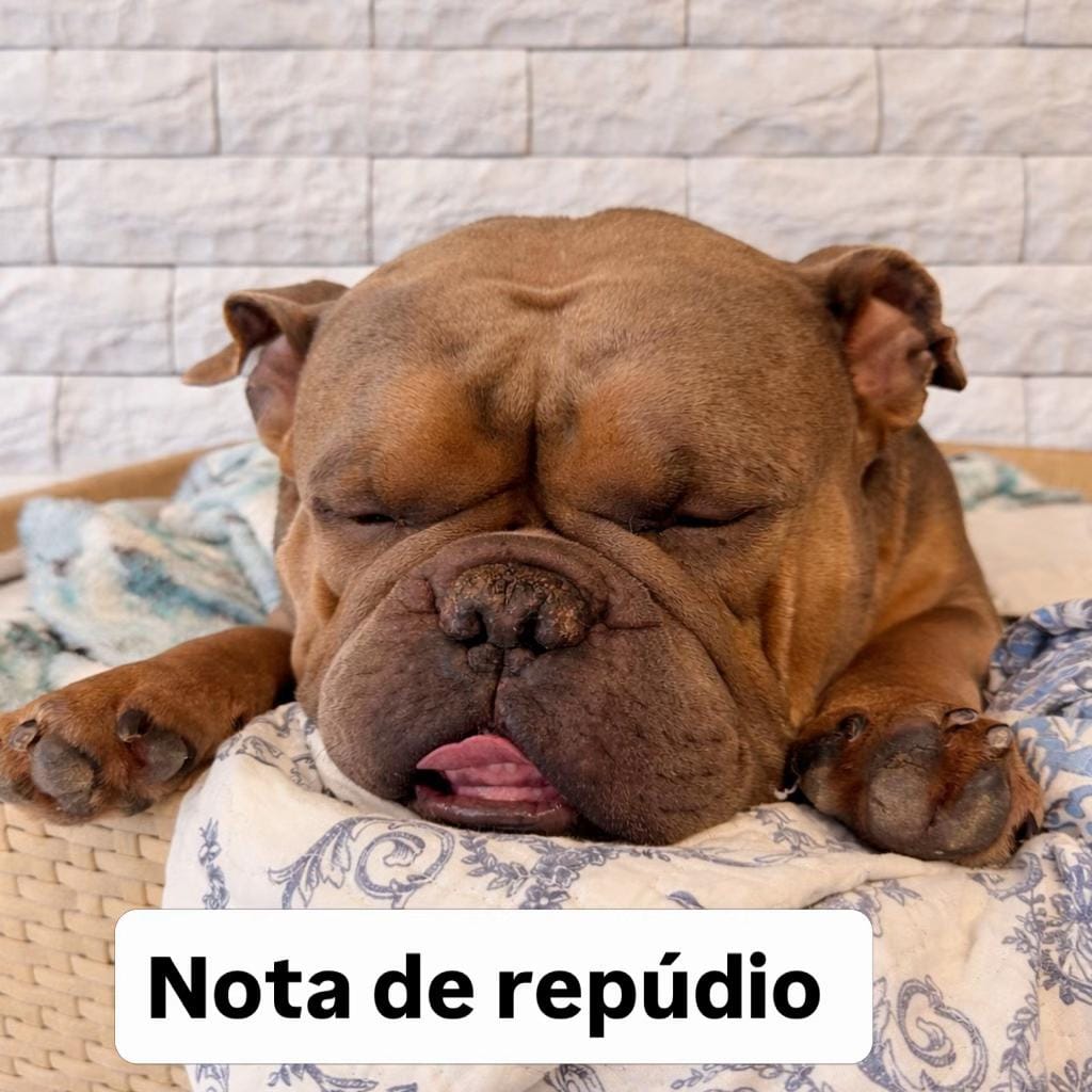 Post 4 by SPIKE BULLY on TikTok (video)