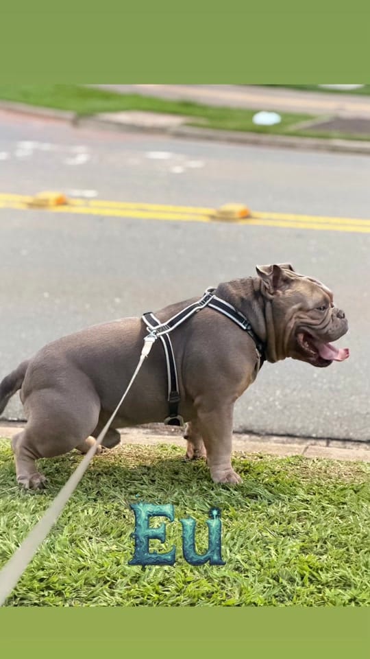 Post 5 by SPIKE BULLY on TikTok (video)