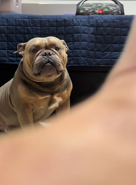 Post 2 by SPIKE BULLY on TikTok (video)