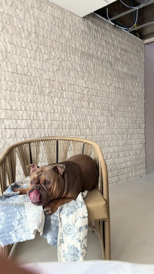 Post 8 by SPIKE BULLY on TikTok (video)