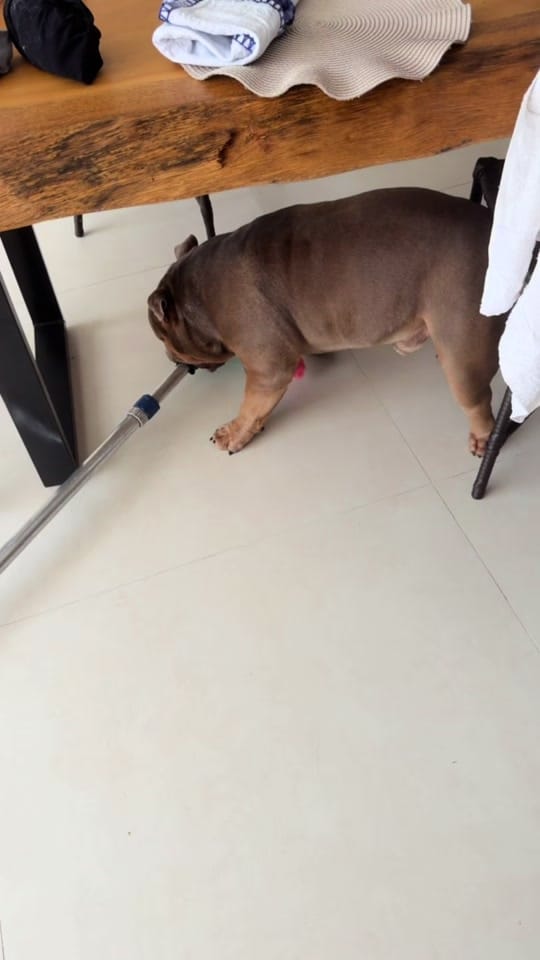 Post 3 by SPIKE BULLY on TikTok (video)