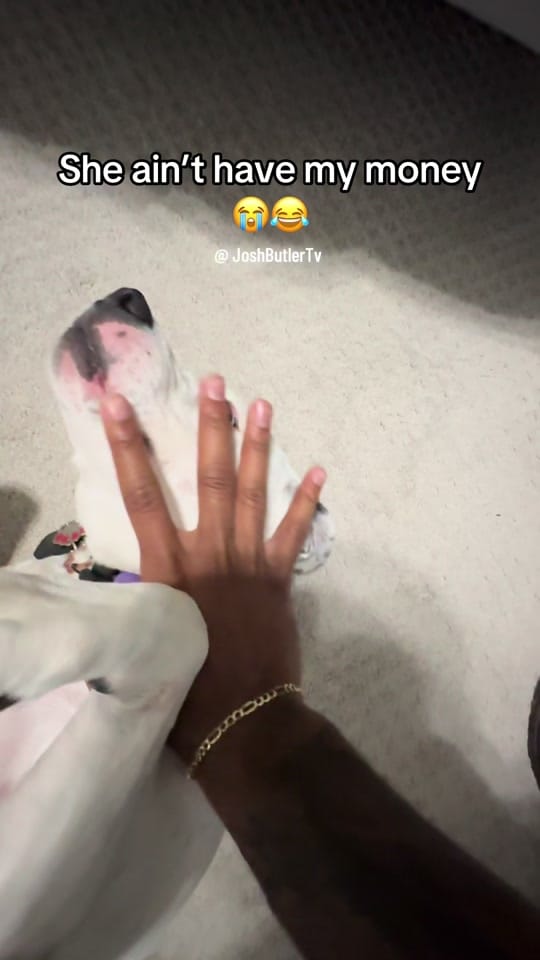 Post 10 by JoshButlerTv 🏝️ on TikTok (video)
