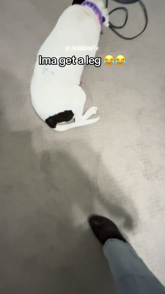 Post 7 by JoshButlerTv 🏝️ on TikTok (video)