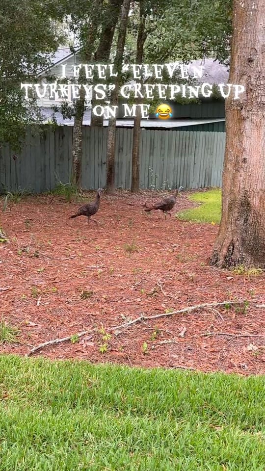 Post 5 by Carmen on TikTok (video)