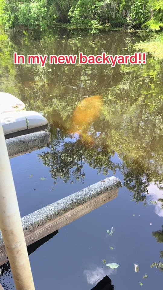 Post 8 by Carmen on TikTok (video)