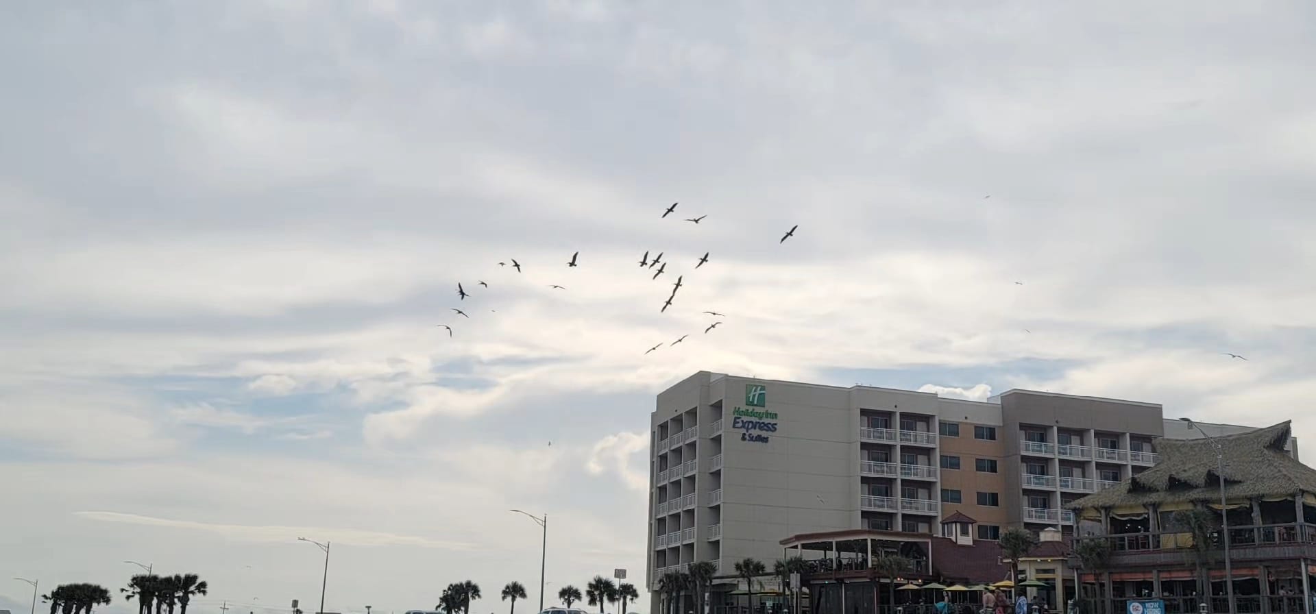 Post 9 by 🦌👑TexNess❌️😻🐦🦊🦚🦝🦨🐿⚜️ on TikTok (video)
