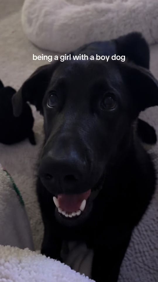 Post 2 by Tatum & Halo 👩🏼🐶 on TikTok (video)