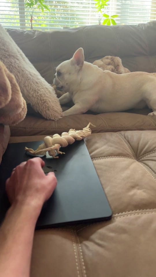 Post 7 by official_ckla on TikTok (video)