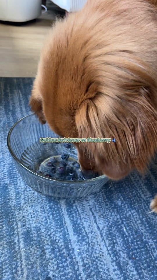 Post 1 by Lexi&Cove on TikTok (video)