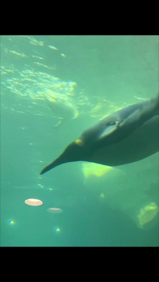 Post 8 by chuck on TikTok (video)