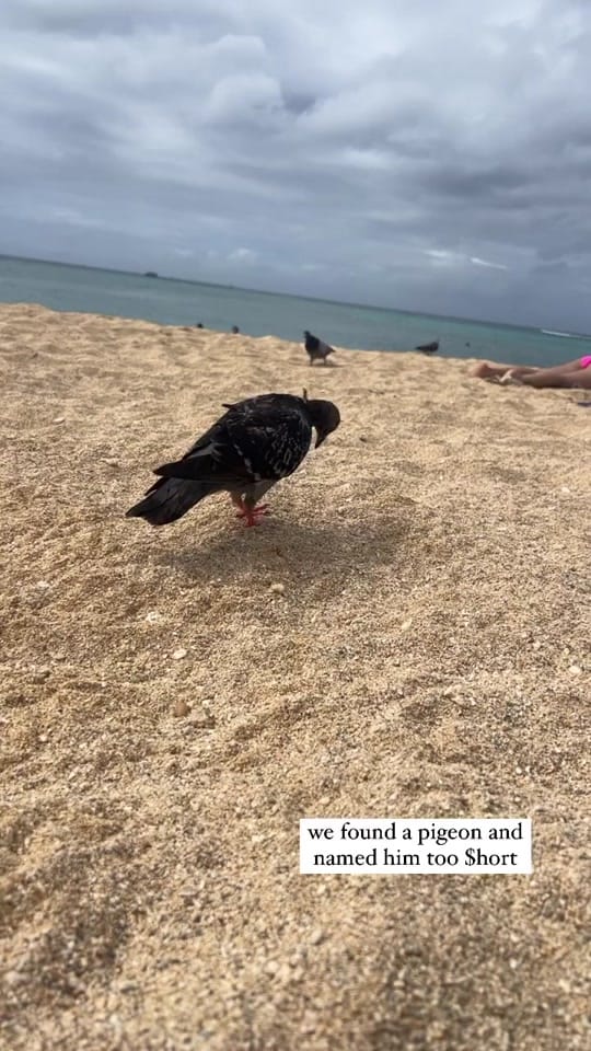 Post 7 by Jaylon King on TikTok (video)