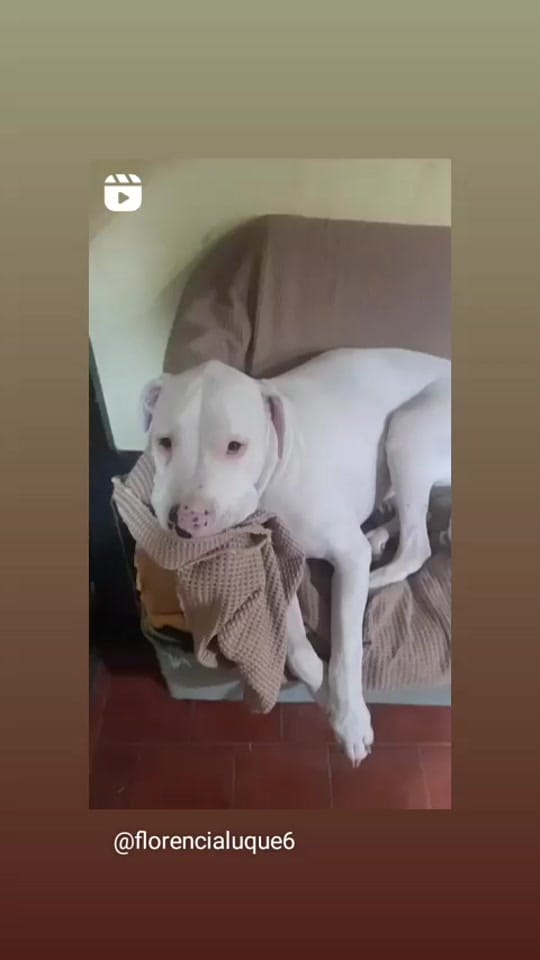 Post 3 by Florencia Luque on TikTok (video)