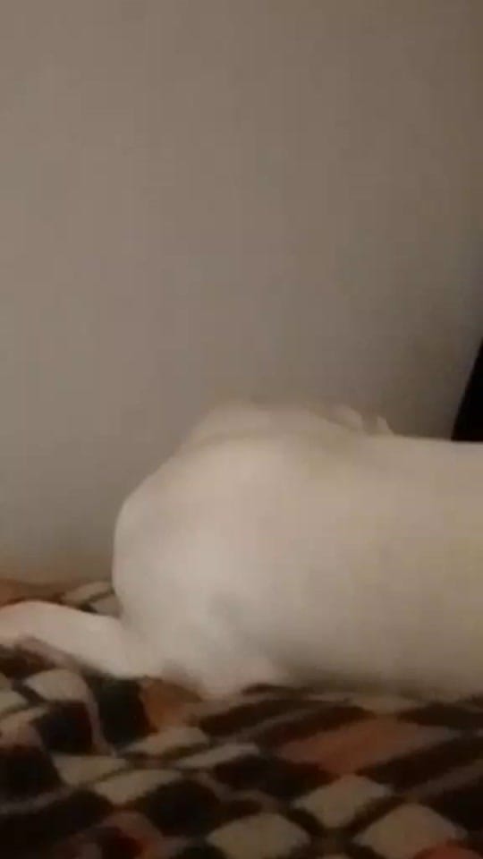 Post 9 by Florencia Luque on TikTok (video)