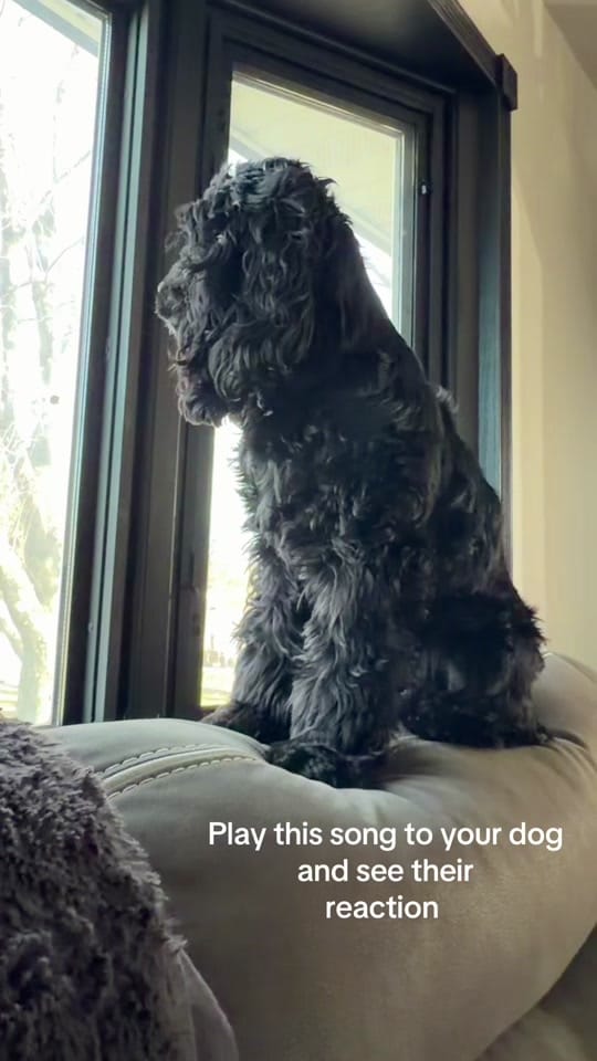 Post 4 by Riquella Johnston on TikTok (video)